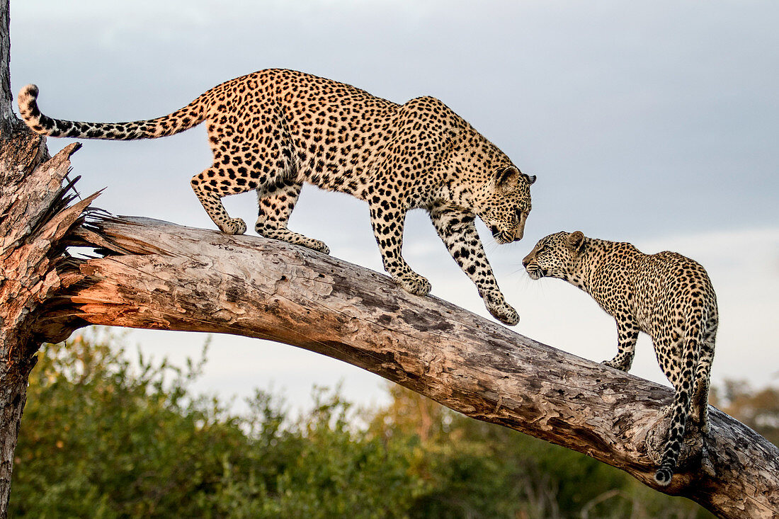 Eine Leopardenmutter (Panthera pardus), begrüßt ihr Junges, während beide auf einem Baumstamm balancieren