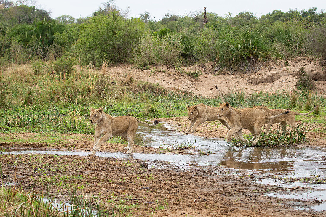 Four lionesses, Panthera leo, jump over a stream.
