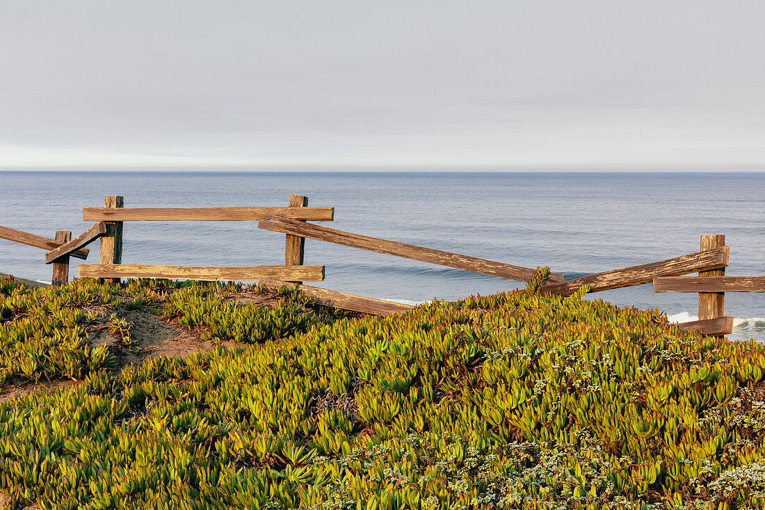 Ice plant ground cover by old wooden fence, ocean in distance