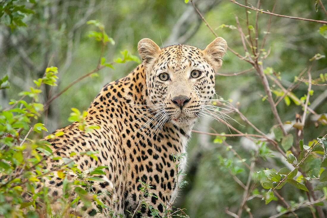 A leopard, Panthera pardus, looks over its shoulder, surrounded by greenery, looking out of frame