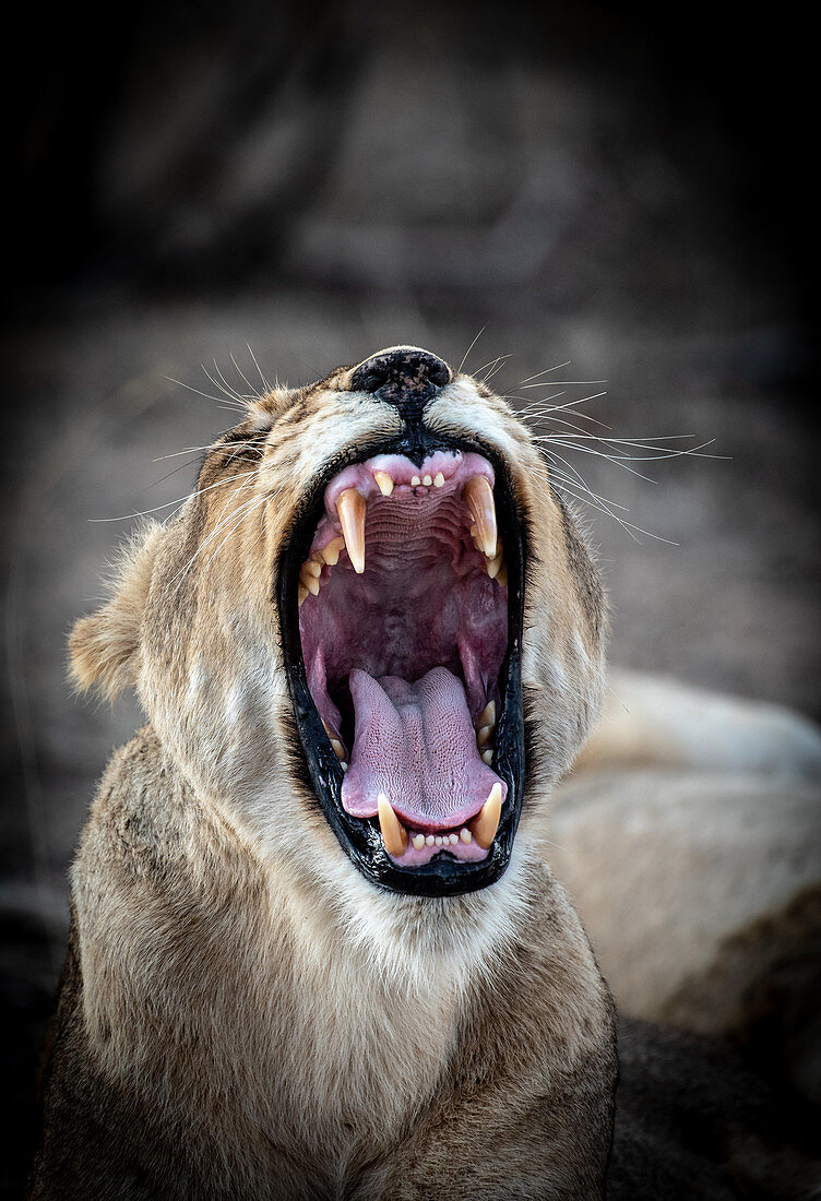 Eine gähnende Löwin (Panthera Leo), Augen geschlossen, Ohren zurück