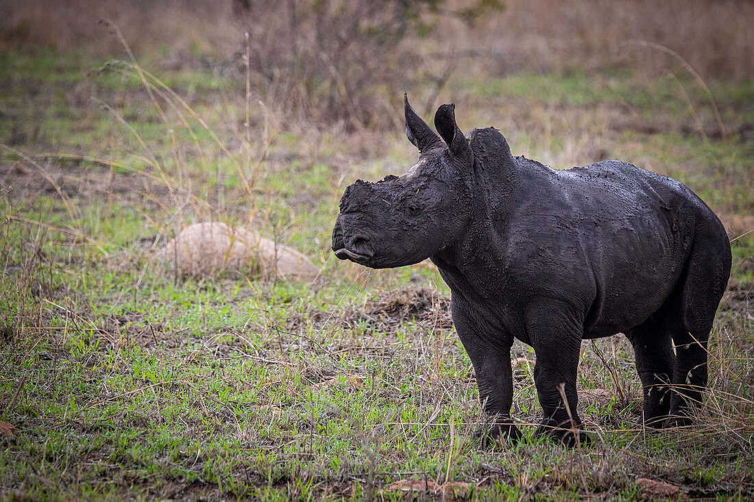 A white rhino calf, Ceratotherium simum, stands on green grass, covered in dark mud, looking out of frame