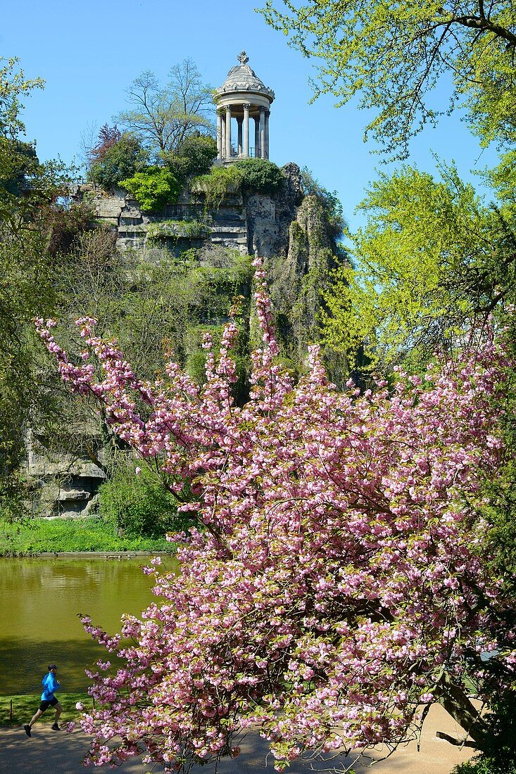 Frankreich, Paris, Buttes-Chaumont-Park im Frühjahr mit blühendem japanischem Kirschbaum (Prunus serrulata)