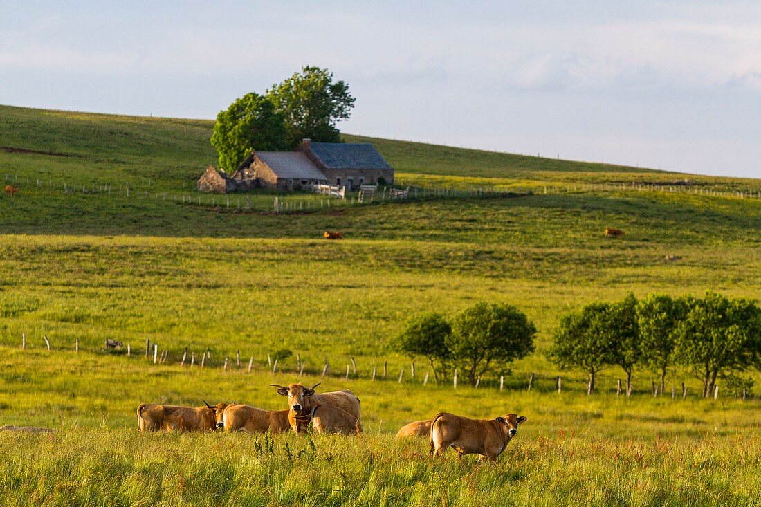 France, Lozère, Aubrac plateau, Aubrac cow