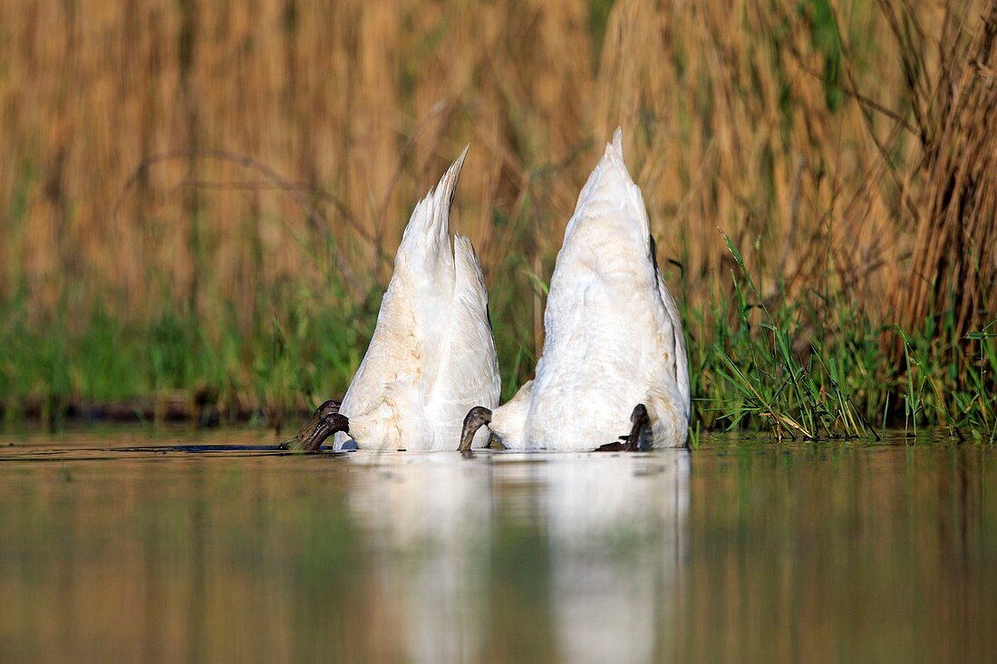France, Ain, Dombes, Mute swan (Cygnus olor), adults feeding underwater
