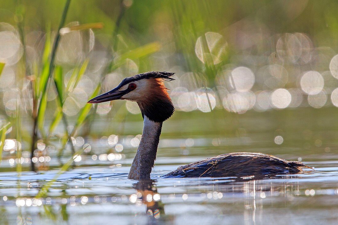 France, Ain, Dombes, Great Crested Grebe (Podiceps cristatus), adult