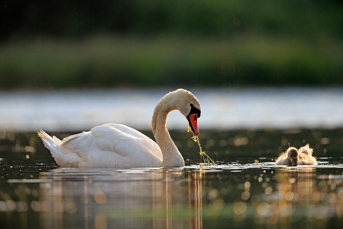 France, Ain, Dombes, Mute swan (Cygnus olor), adult with a young