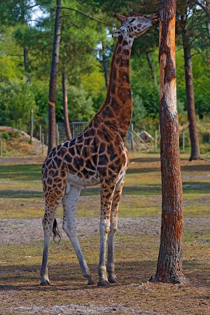 Frankreich, Gironde, Bassin d'Arcachon, La Teste, Zoo, Giraffe (Giraffa camelopardalis)