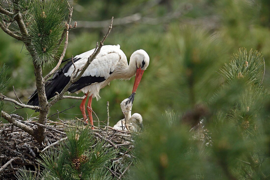 France, Somme, Baie de Somme, Marquenterre park, White Stork (Ciconia ciconia), feeding young in the nest