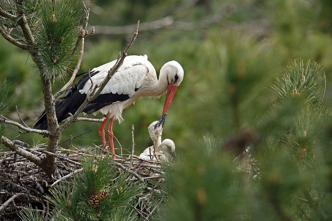 Frankreich, Somme, Baie de Somme, Marquenterre Park, Weißstorch (Ciconia ciconia), Jungtiere werden im Nest gefüttert