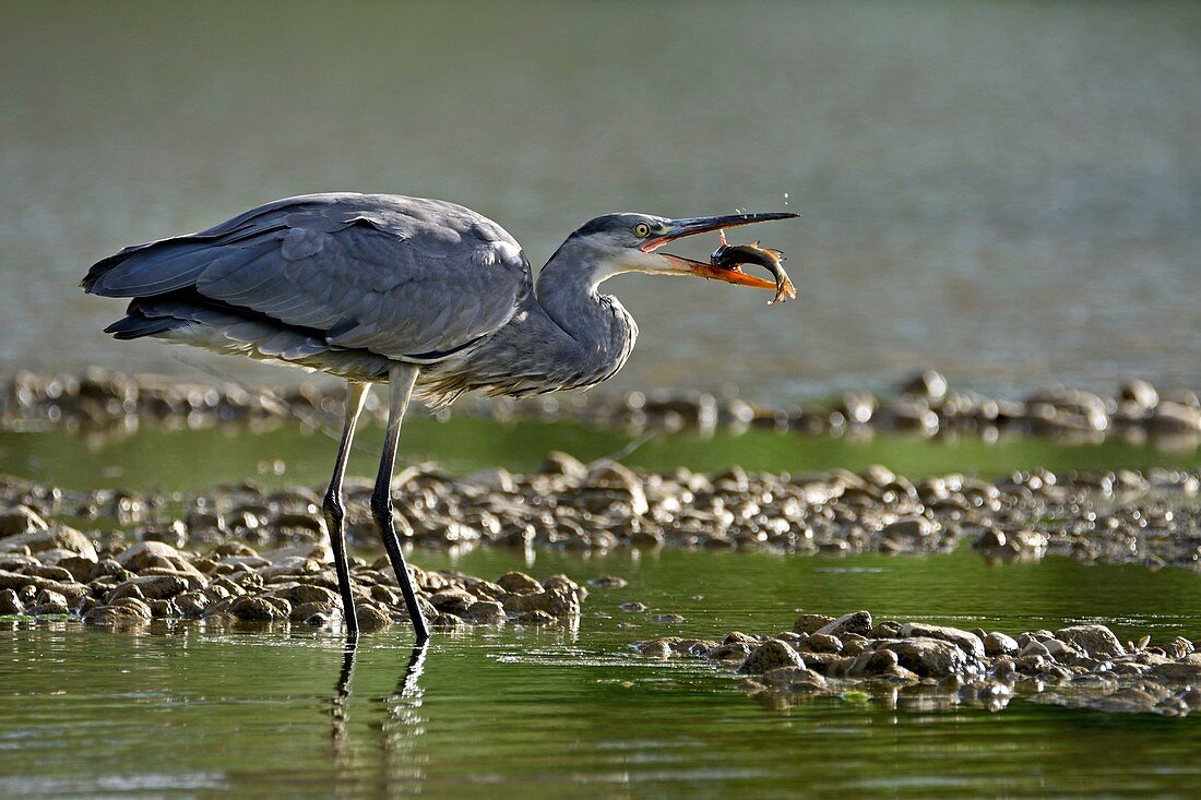 Frankreich, Doubs, Naturgebiet von Allan in Brognard, Graureiher (Ardea cinerea), Fang eines Welses