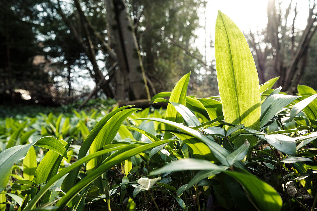 Bärlauch in the forest, Berg am Starnberger See, Bavaria, Germany