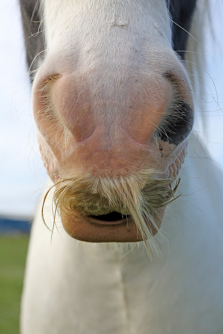 Snout of a horse