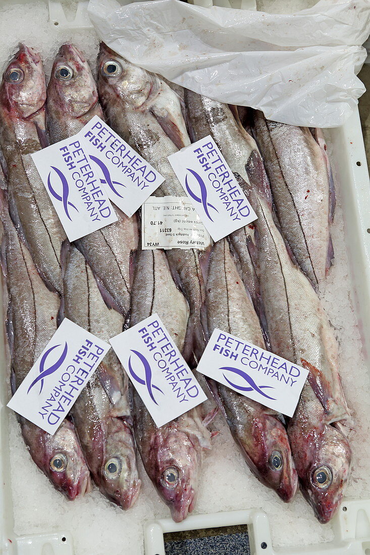 Fischmarkt in Petershead, Aberdeenshire