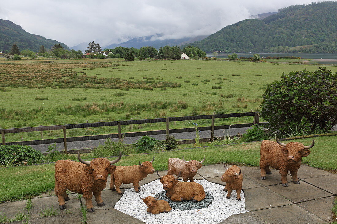 Decorative Highland Cattle in Dornie, Highlands,