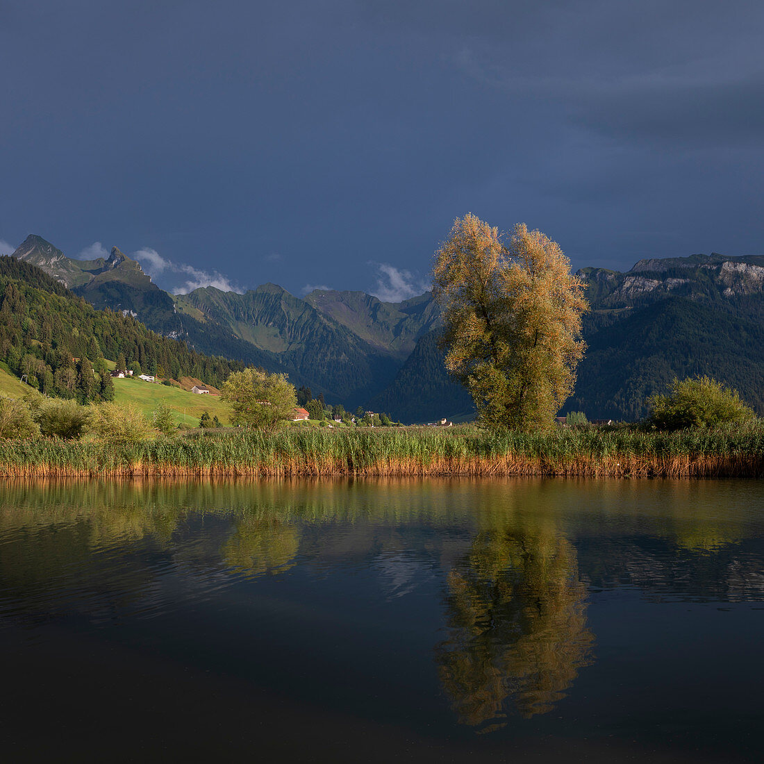 Tree on Sihlsee with reeds and mountains, Einsiedeln Switzerland