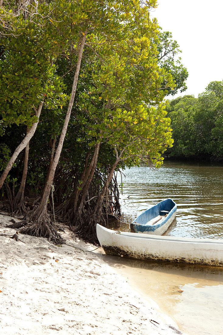 Blue Safari durch die Mangroven des Mida Creek, Watamu, Malindi, Kenia