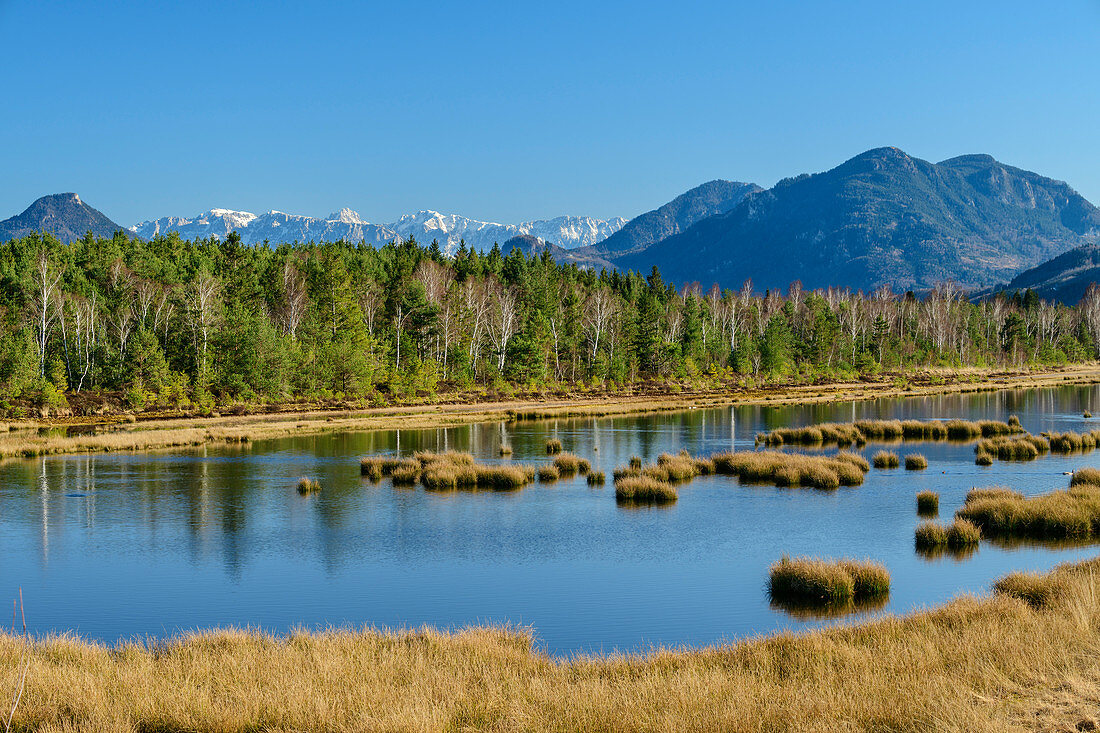 Wasserfläche im renaturierten Hochmoor, Kaisergebirge im Hintergrund, Nicklheimer Filz, Bayerische Alpen, Oberbayern, Bayern, Deutschland