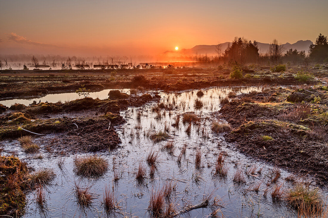 Foggy mood over renatured raised bog, Sterntaler Filz, Bavarian Alps, Upper Bavaria, Bavaria, Germany