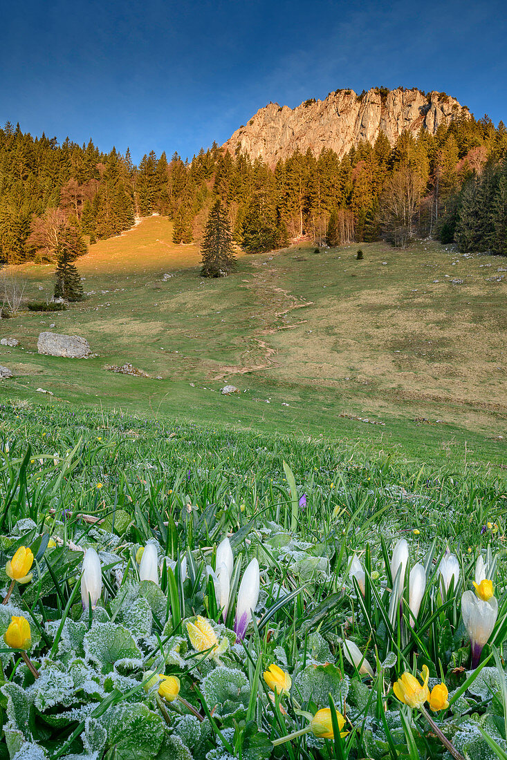 Blumenwiese mit Raureif und Heuberg im Hintergrund, Heuberg, Chiemgauer Alpen, Chiemgau, Oberbayern, Bayern, Deutschland