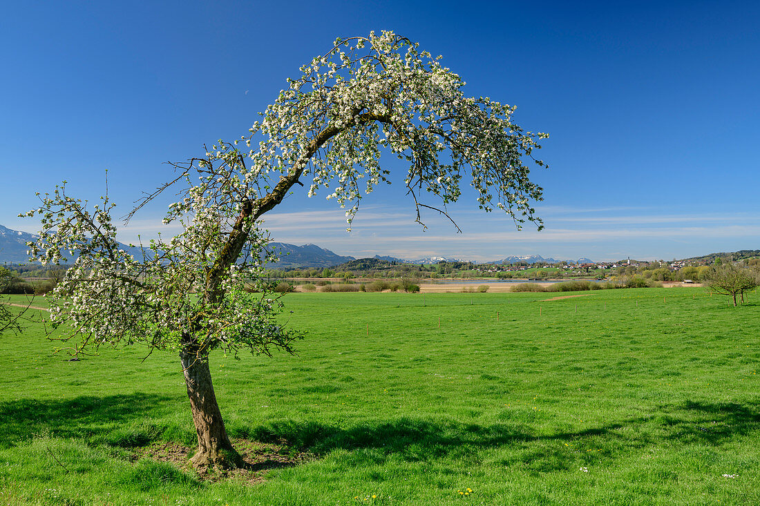 Blühender Apfelbaum mit Chiemsee und Chiemgauer Alpen im Hintergrund, Chiemgau, Oberbayern, Bayern, Deutschland