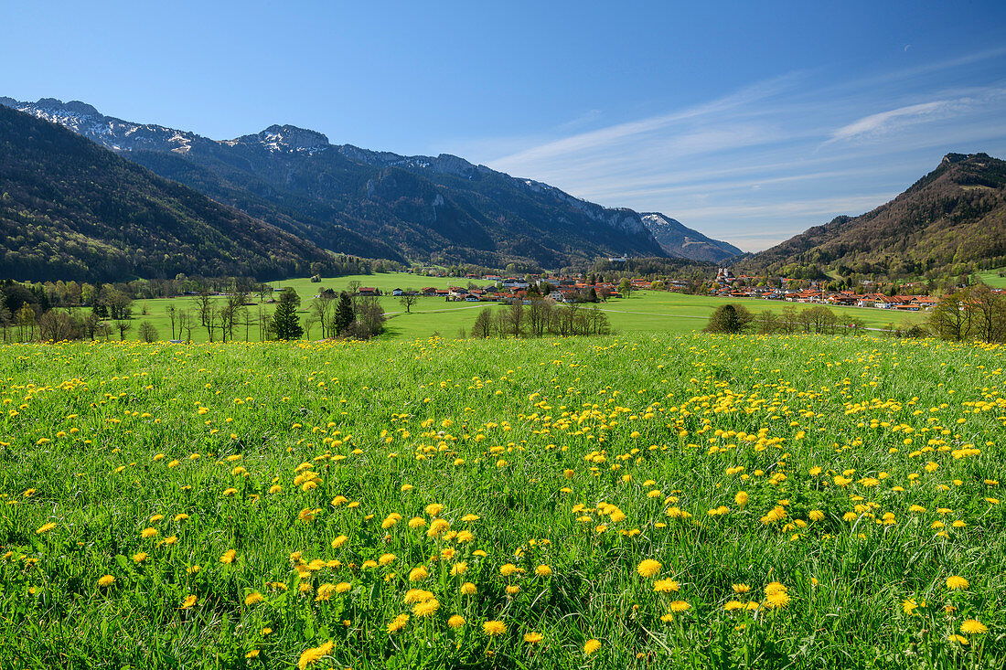 Löwenzahnwiese mit Aschau und Chiemgauer Alpen im Hintergrund, Aschau, Chiemgau, Oberbayern, Bayern, Deutschland