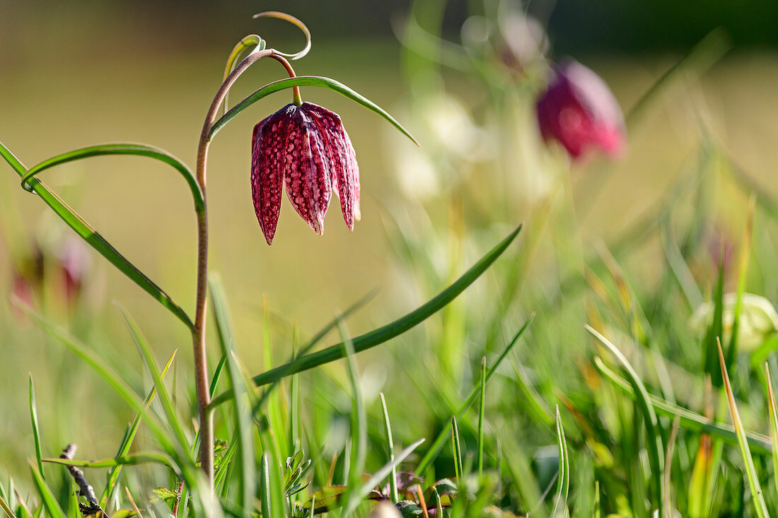 Rosa blühende Schachbrettblume, Fritillaria meleagris, Chiemseeradweg, Chiemgau, Oberbayern, Bayern, Deutschland