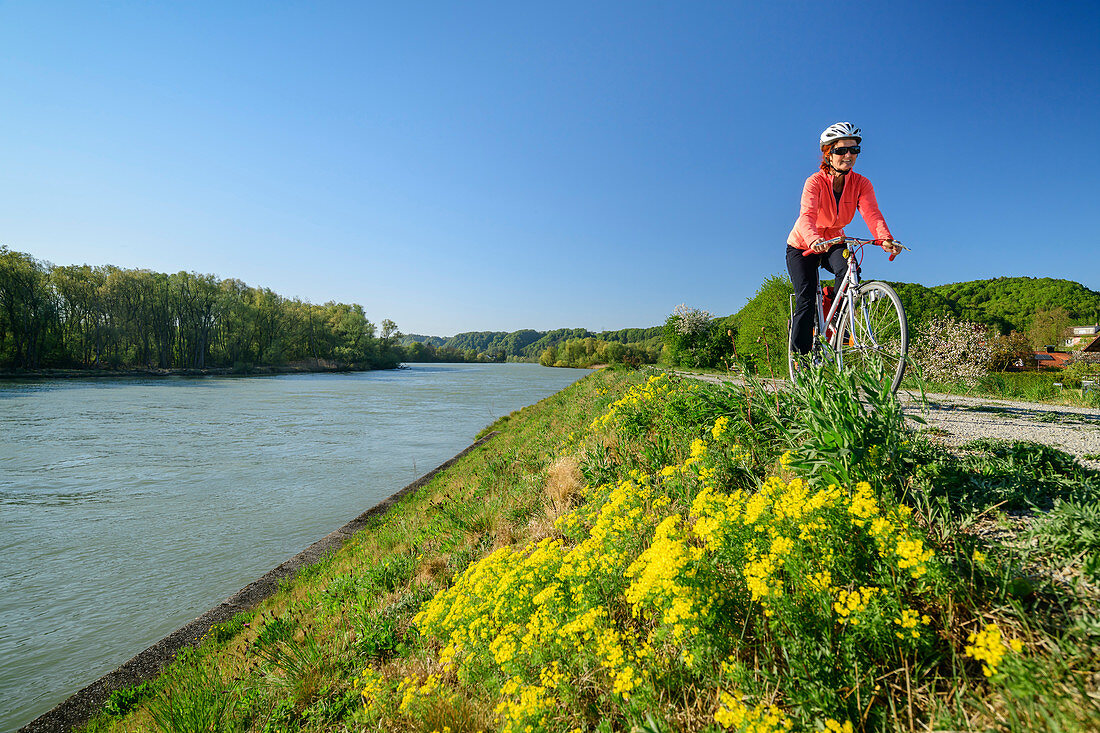 Frau fährt mit Rad am Inn entlang, Marktl, Benediktradweg, Oberbayern, Bayern, Deutschland