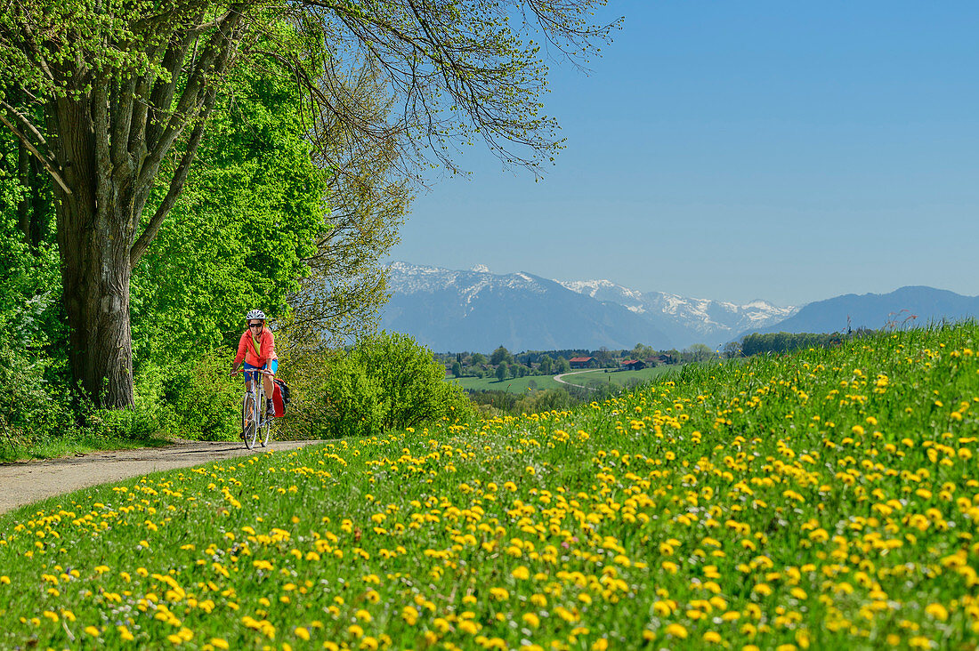 Woman cycling, dandelion meadow in the foreground, Alps in the background, Waginger See, Benediktradweg, Upper Bavaria, Bavaria, Germany