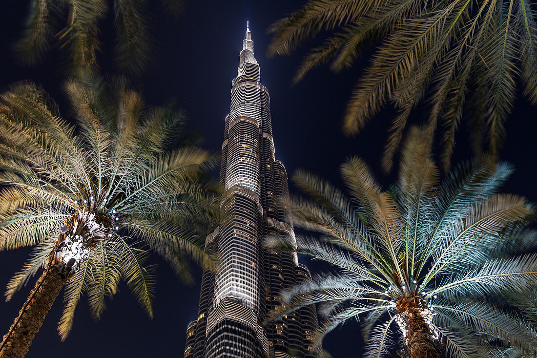 View through the palm trees to the top of the illuminated Burj Khalifa in Dubai, UAE