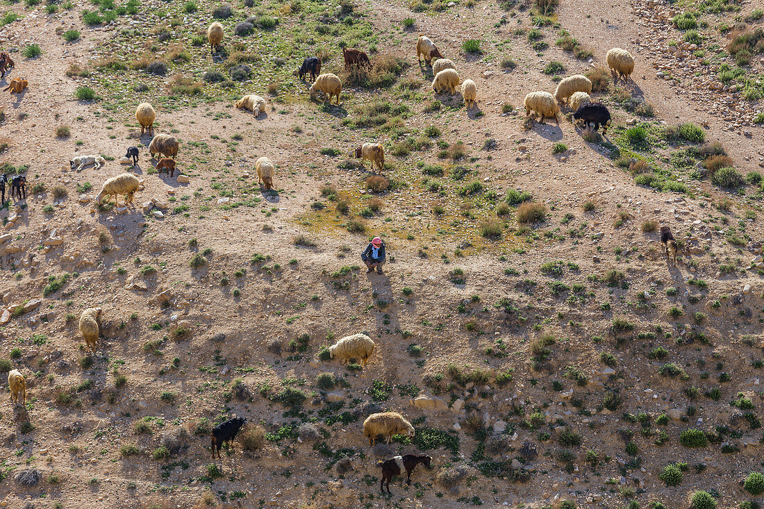 Ein Schäfer mit seiner Herde in den Hügeln von Shobak, Jordanien
