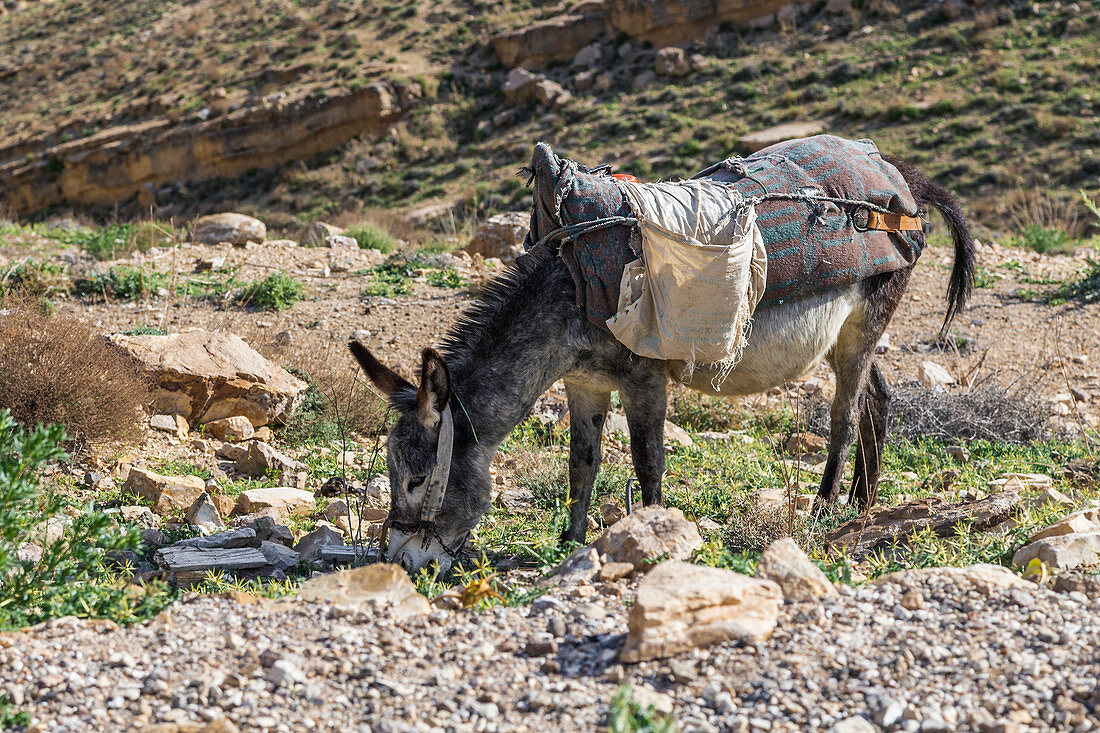 Esel grast in den Hügeln von Shobak, Jordanien