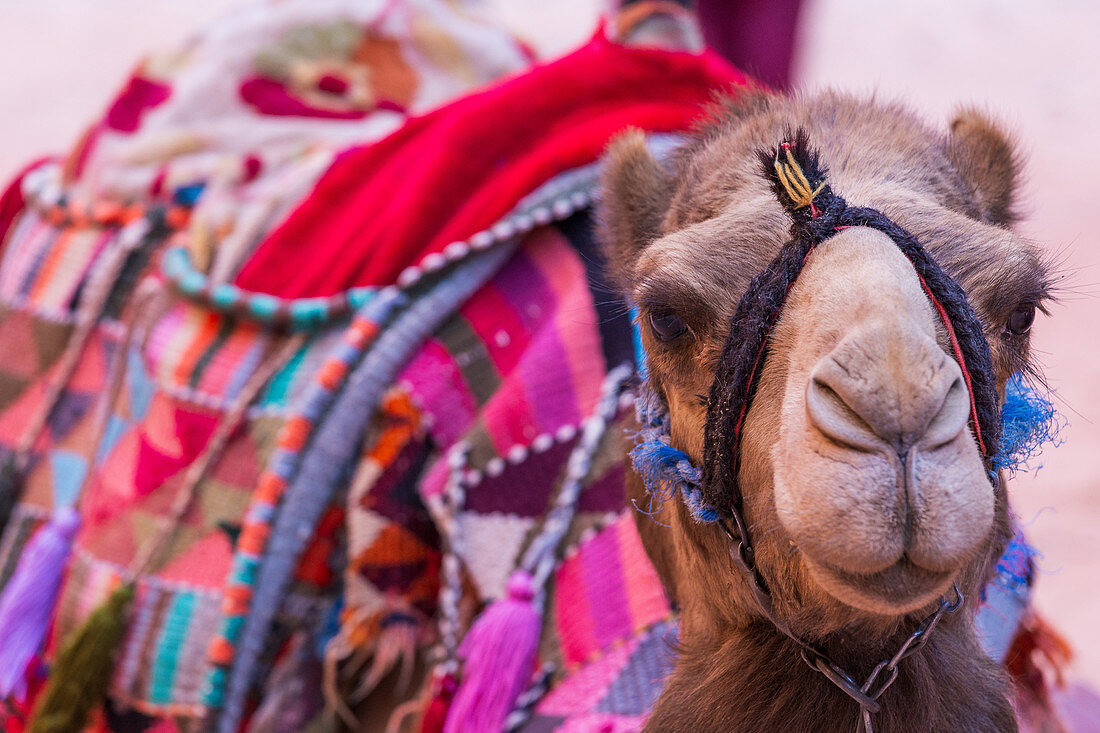 Ein Kamel wartet auf Touristen in Petra, Jordanien