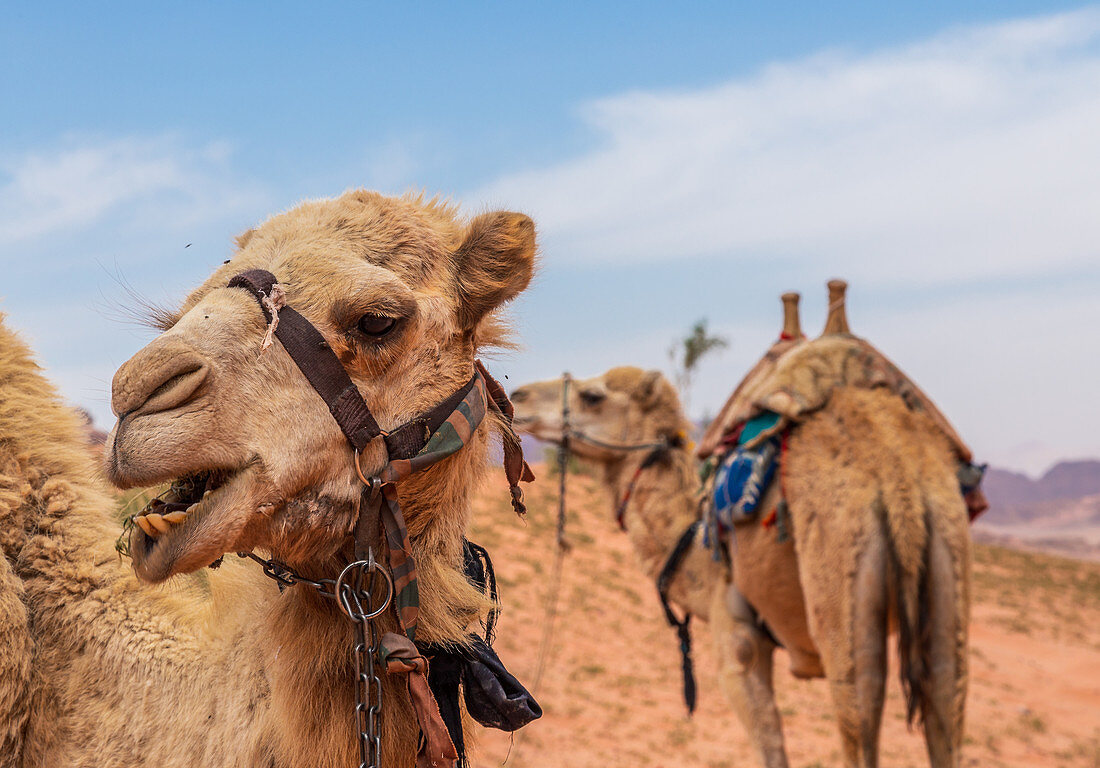 Zwei Kamele warten in der Wüste des Wadi Rum in Jordanien
