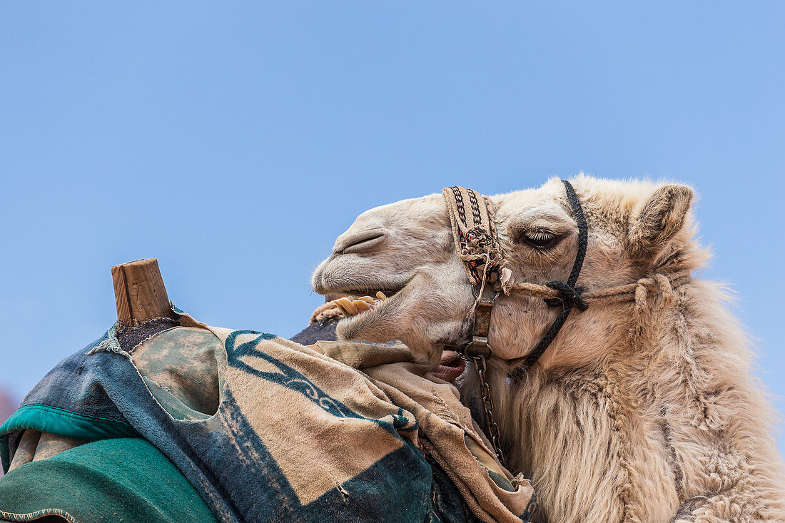 Kamel in der Wadi Rum Wüste in Jordanien