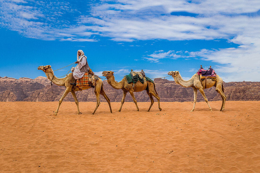 A Berber rides his camels through the Wadi Rum in Jordan