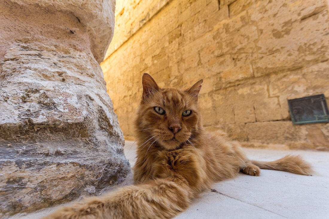 Rote Katze in Mdina, Malta