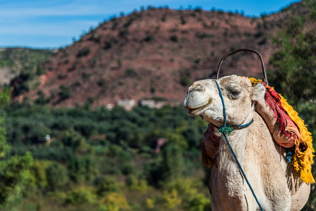 Camel in a small village in the Atlas Mountains in Morocco