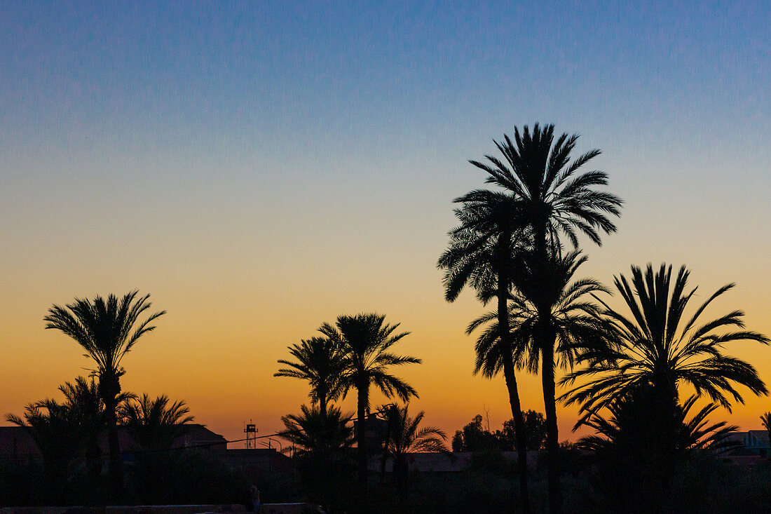 Palmen in den Menara Gärten während des Sonnenunterganges in Marrakesch, Marokko