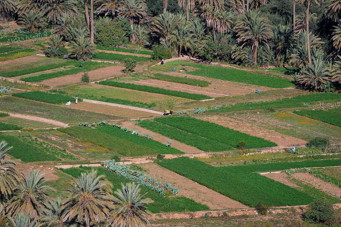 The oases in Tinghir, Morocco