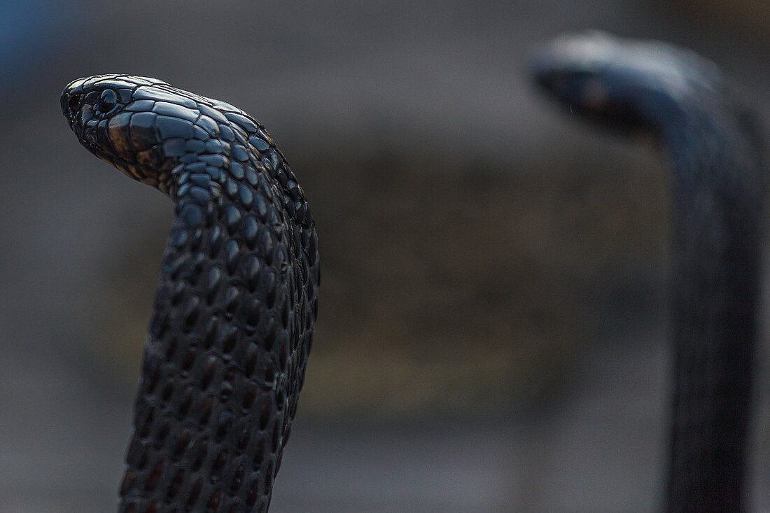 Snakes at Djemaa El Fna in Marrakech, Morocco