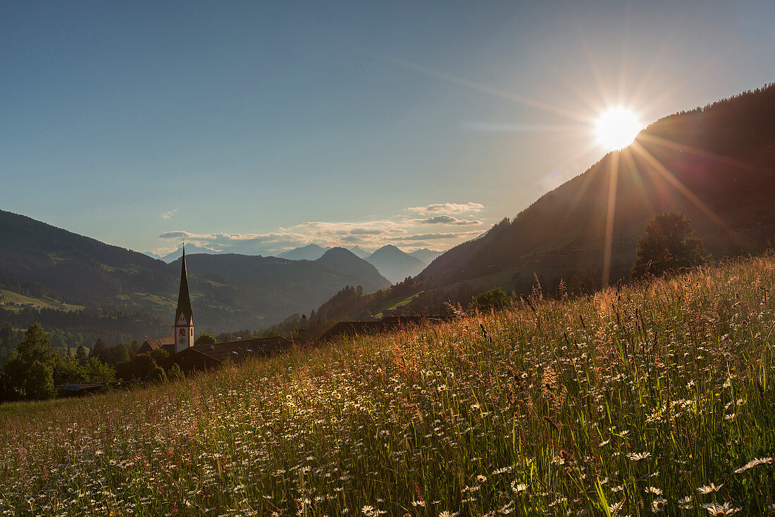 A daisy field at sunset in Alpbach, Tyrol. Just before the meadow is mowed