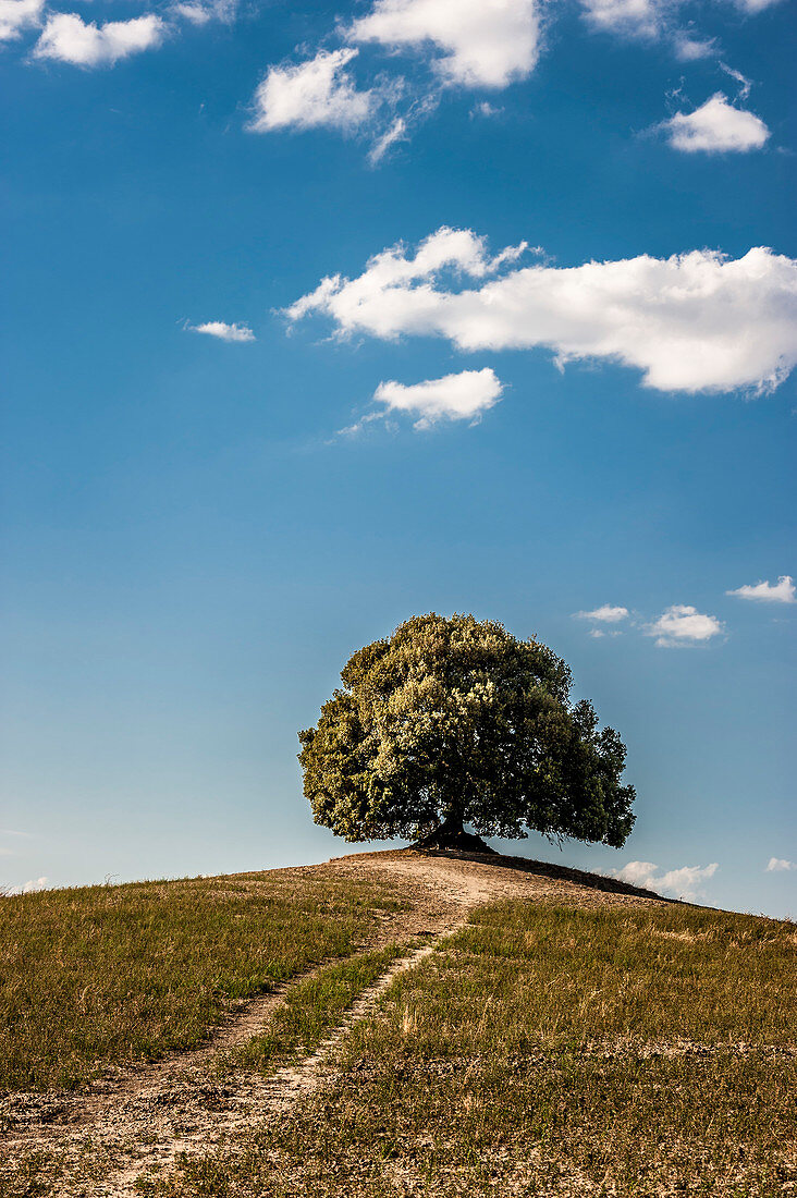 Lone tree on hill, Buonconvento, Tuscany, Italy
