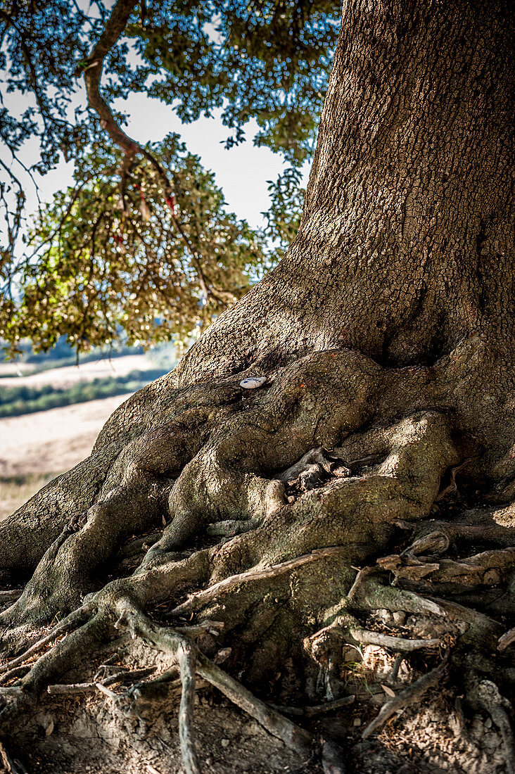 Alter Baum mit Wurzeln, Buonconvento, Toskana, Italien