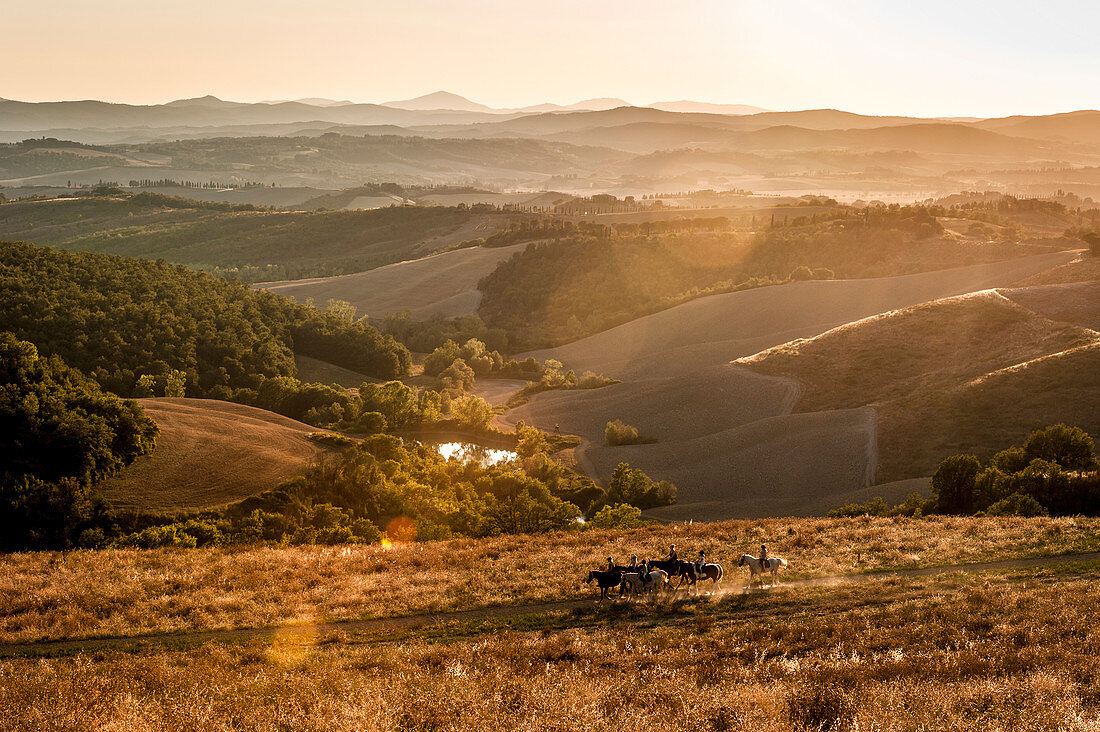 Reitergruppe bei abendlichem Ausritt in Hügellandschaft, Buonconvento, Toskana, Italien