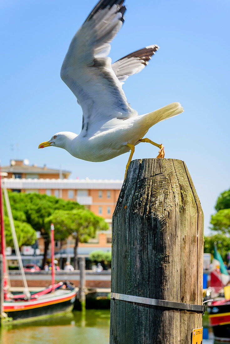 Möwe im Hafen in Caorle, Venetien, Italien