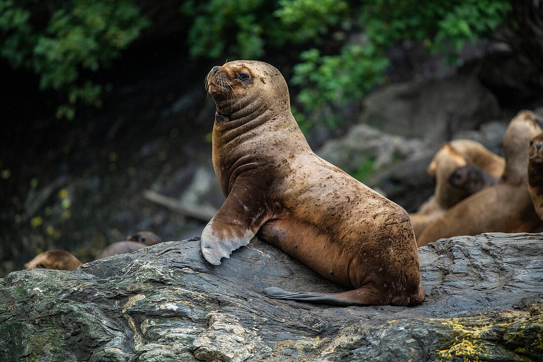 A South American (also Patagonian) sea lion (Otaria flavescens) rests on a rock near the glacier front, the Garibaldi Glacier, near the Beagle Channel, Alberto de Agostini National Park, Magallanes and the Antarctic Chilena, Patagonia, Chile, South America