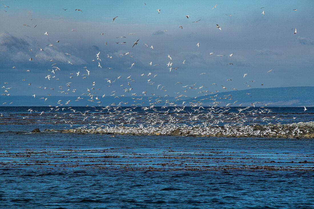 Hunderte südamerikanischer Seeschwalben (Sterna hirundinacea) fliegen von einer Landzunge am Rande des Ozeans in die Luft, Isla Magdalena, Magallanes y de la Antartica Chilena, Patagonien, Chile, Südamerika