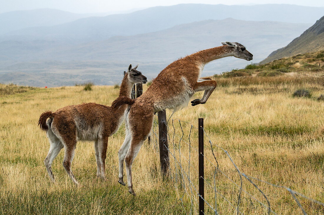 Ein Guanaco (Lama guanicoe) springt über einen Drahtzaun, während ein anderer erstmal zuschaut, Puerto Natales, Magallanes y de la Antartica Chilena, Patagonien, Chile, Südamerika