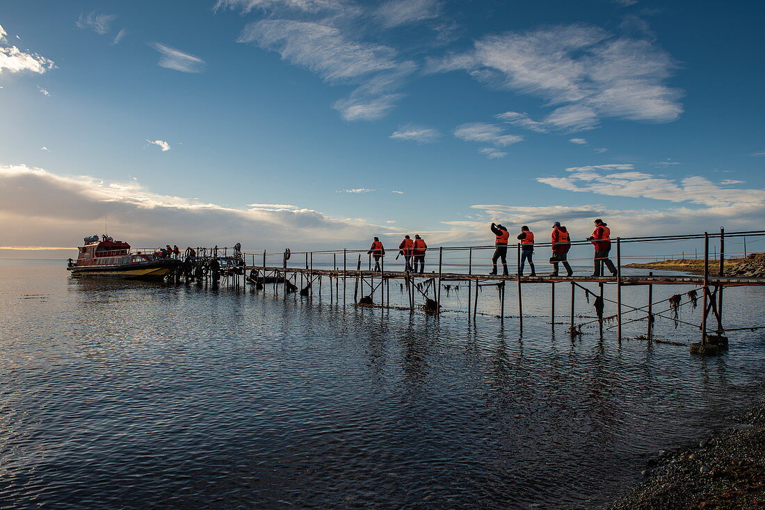 Passagiere eines Tagesausfluges zur Isla Magdalena überqueren einen langen Pier, um an Bord des Schiffes zu gehen, nahe Punta Arenas, Magallanes y de la Antartica Chilena, Patagonien, Chile, Südamerika